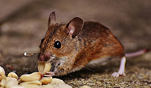 24 Hour & Emergency Exterminators in Country Terr, IN